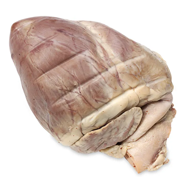 Preserved Pig Hearts for Dissection