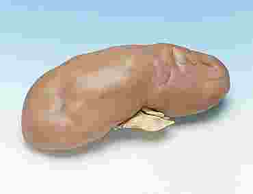 Preserved Pig Kidneys for Dissection