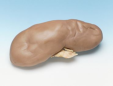 Preserved Pig Kidneys for Dissection