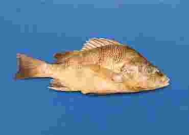 Preserved Gray Perch for Dissection
