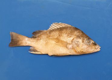 Preserved Gray Perch for Dissection
