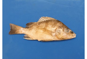 Preserved Gray Perch for Dissection
