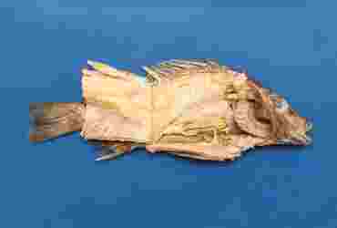 Preserved Gray Perch for Dissection