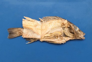 Preserved Gray Perch for Dissection