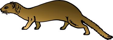 Preserved Mink for Dissection with Plain Vascular System