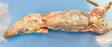 Preserved Mink for Dissection with Plain Vascular System