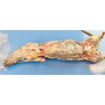 Preserved Mink for Dissection with Plain Vascular System