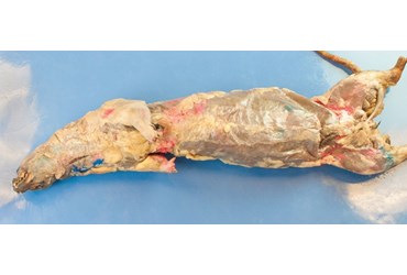 Preserved Mink for Dissection with Plain Vascular System