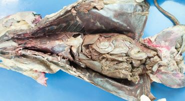 mink, mammal, preserved mink