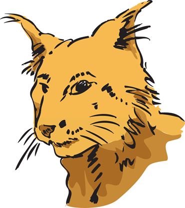 Preserved Cat for Dissection with Double Injected Vascular System, 19-23"