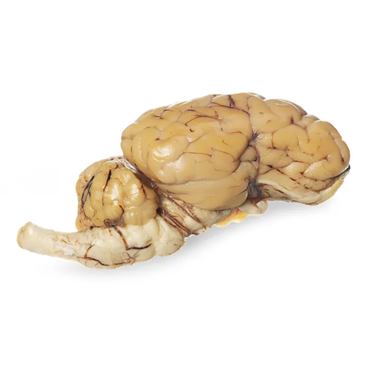 Preserved Sheep Brain for Dissection