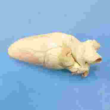 Preserved Calf Heart for Dissection
