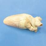 Preserved Calf Heart for Dissection