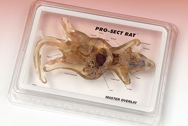 Pro-Sect® Sectioned Rat for Biology Lab
