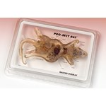 Pro-Sect® Sectioned Rat for Biology Lab