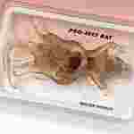 Pro-Sect® Sectioned Rat for Biology Lab