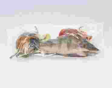 Preserved Specimen Survey Sets for Dissection