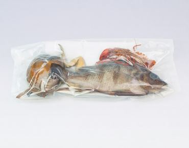 Preserved Specimen Survey Sets for Dissection