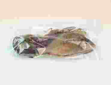 Preserved Specimen Survey Sets for Dissection