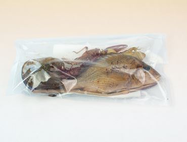 Preserved Specimen Survey Sets for Dissection