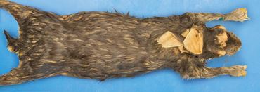 Preserved Rabbits for Biology and Life Science