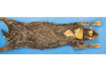 Rabbits, Flinn-Preferred™ Preserved Specimens