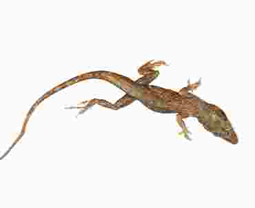 Anolis Lizard, Vacuum Packed, Pkg. of 10