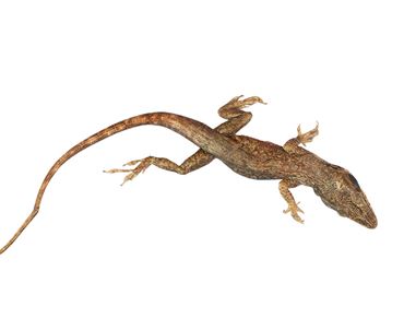 Anolis Lizard, Vacuum Packed, Pkg. of 10
