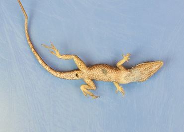 Dissection, biology and zoology studies