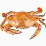Preserved Crab, Pkg. of 10