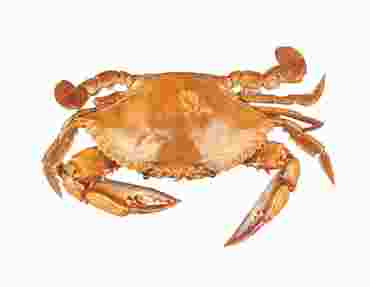 Preserved Crab, Pkg. of 10