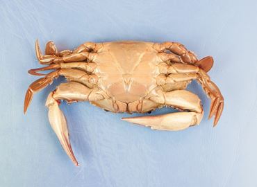 Dissection, biology and zoology studies