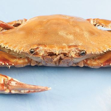 preserved specimens, preserved crab