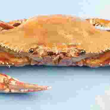 preserved specimens, preserved crab