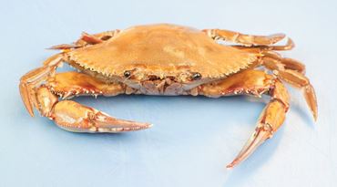 anatomy, crustaceons