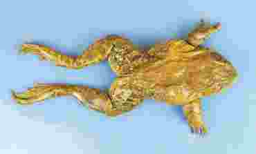 Bullfrog, Flinn-Preferred™, 5-6", Vacuum Packed, Plain, Each