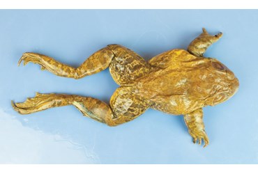 Bullfrog, Flinn-Preferred™, 5-6", Vacuum Packed, Plain, Each