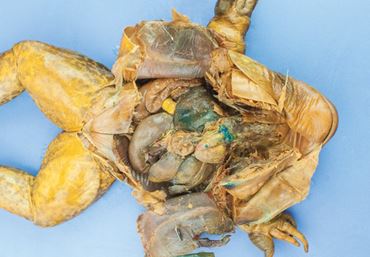 Dissection, biology and zoology studies