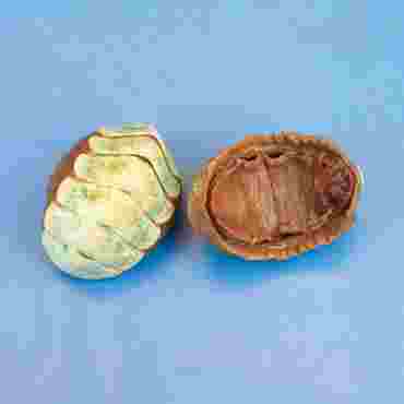 Chiton, 1-3", Pkg. of 10