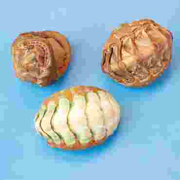 Dissection, biology and zoology studies
