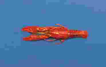 Preserved Crayfish for Dissection with Plain Vascular System