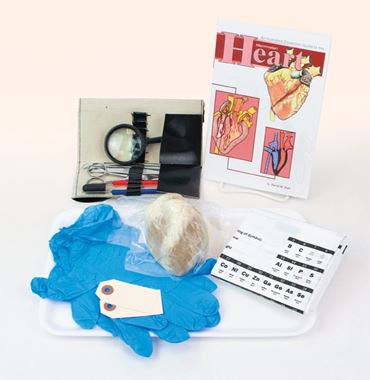 Animal Anatomy Explorer Kit with Dissection Tools