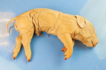 Flinn-Preferred Preserved Fetal Pigs for Dissection