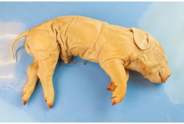 Flinn-Preferred Preserved Fetal Pigs for Dissection