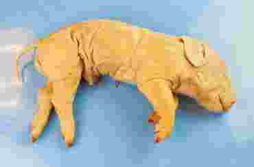 Flinn-Preferred Preserved Fetal Pigs for Dissection