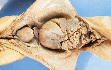 pigs, preserved pig, flinn-preferred