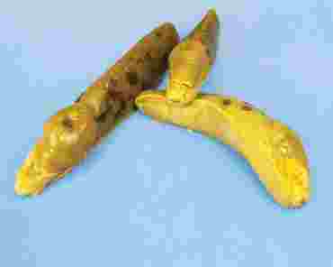 Preserved Garden Slug, Pkg. of 10