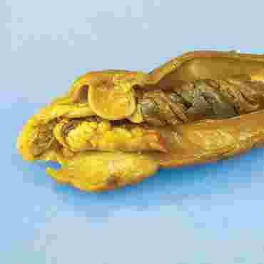 Dissection, biology and zoology studies