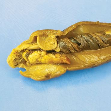 Dissection, biology and zoology studies