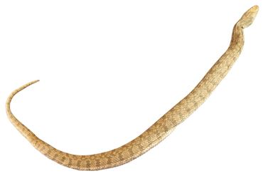 Preserved Garter Snake, 18-22", Vacuum Packed, Plain